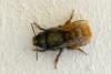 Osmia cornuta